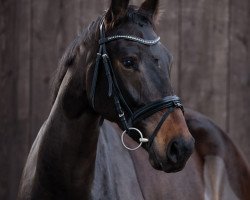jumper Top Carli (Westphalian, 2015, from Fleedwood WV)