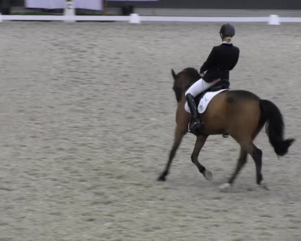 Reitturnier Mönchengladbach-Abtshof 2013