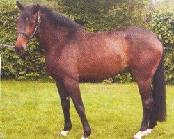 Pferd Faible 82 (Hannoveraner, 2001, von Falkenstern II)