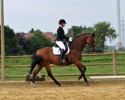 dressage horse Fairbanks 30 (Oldenburg, 2005, from Florencio I)