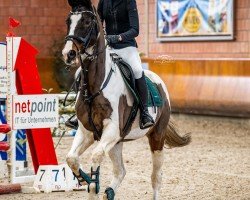 Springpferd Sem 14 (KWPN (Niederländisches Warmblut), 2011)