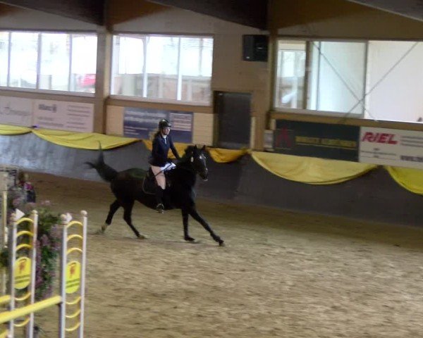 Reitturnier Boll 2025