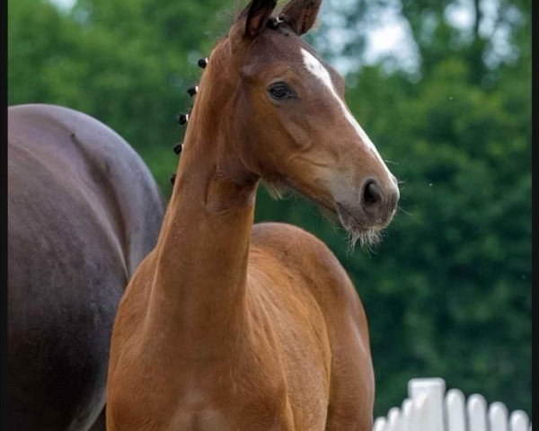 broodmare Happy's Diamond in the Rough (Westphalian, 2020, from Dancier Gold FRH)