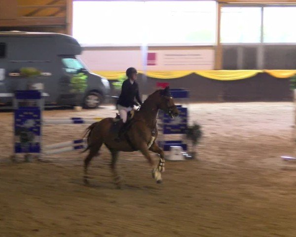 Reitturnier Boll 2025