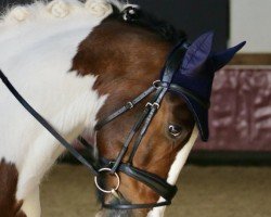 Pferd Ex Hester (KWPN (Niederländisches Warmblut), 2009)