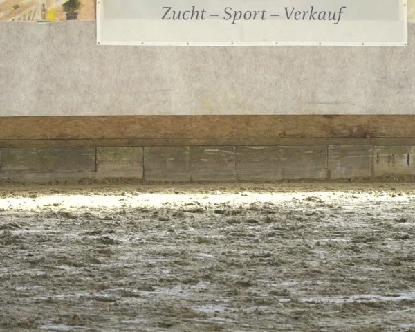 Westfälischer Freispringwettbewerb Lindlar 2025