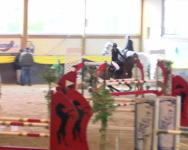 Reitturnier Boll 2025