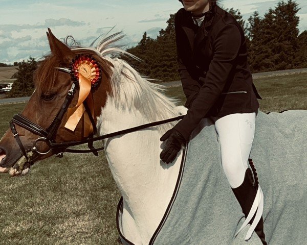 jumper Sarabella 4 (Pony without race description, 2013, from Unbekannt Pony)