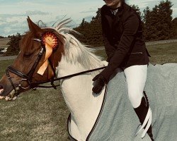 jumper Sarabella 4 (Pony without race description, 2013, from Poldy)