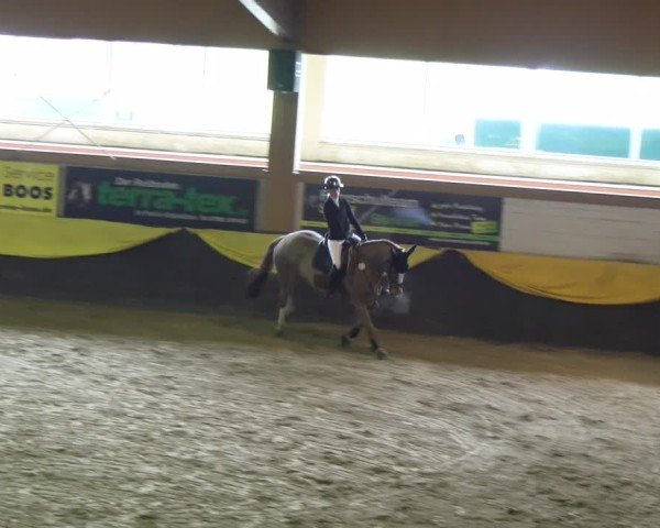 Reitturnier Boll 2025