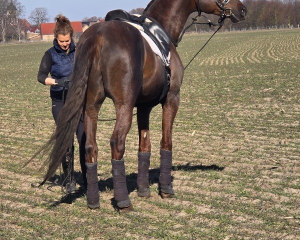 Springpferd Kahuna 3 (Deutsches Sportpferd, 2019, von Kaiserwind)