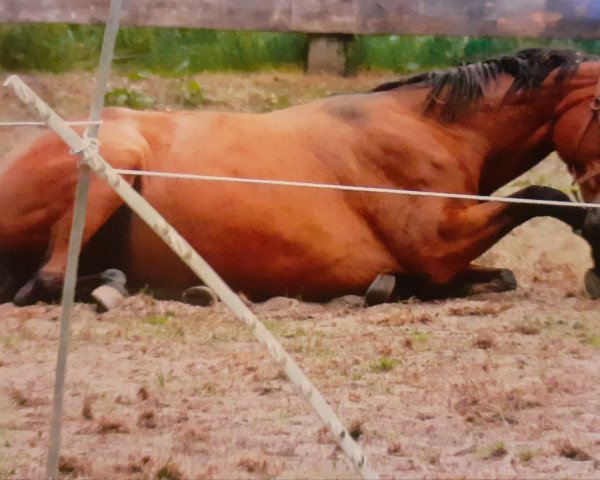 horse Dese Star Galaktika (Westphalian, 2003, from Don Bedo I)