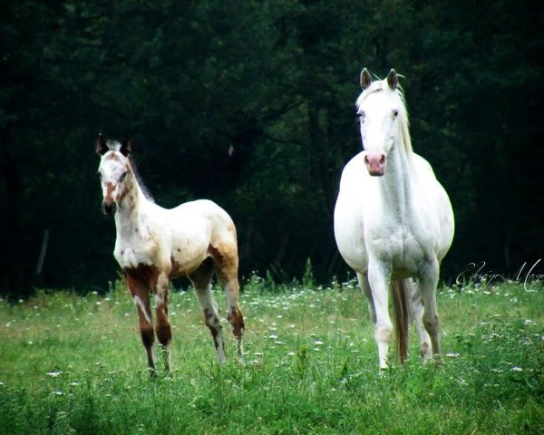Zuchtstute Peru's Blanc de Blancs (Nederlands Appaloosa Pony, 2011, von Palousa-Sturdy Fellow) Zuchtstute Peru's Blanc de Blancs (Nederlands Appaloosa Pony, 2011, von Palousa-Sturdy Fellow)