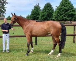 broodmare Cara Calea H (Mecklenburg, 2017, from Casino Grande)