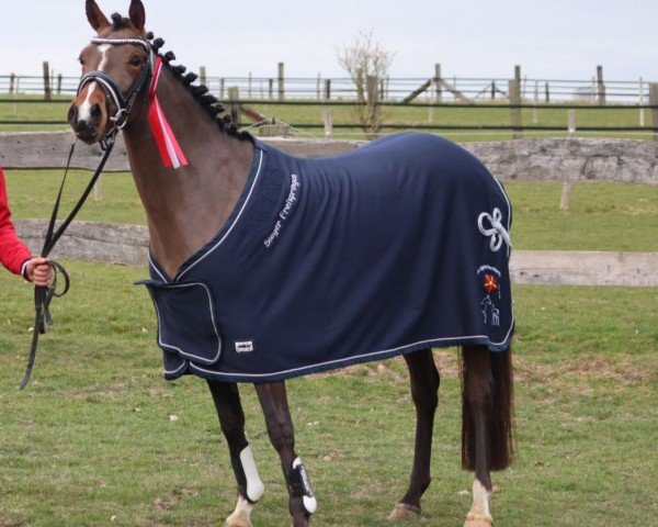horse Amelie (German Riding Pony, 2021, from A new Star)