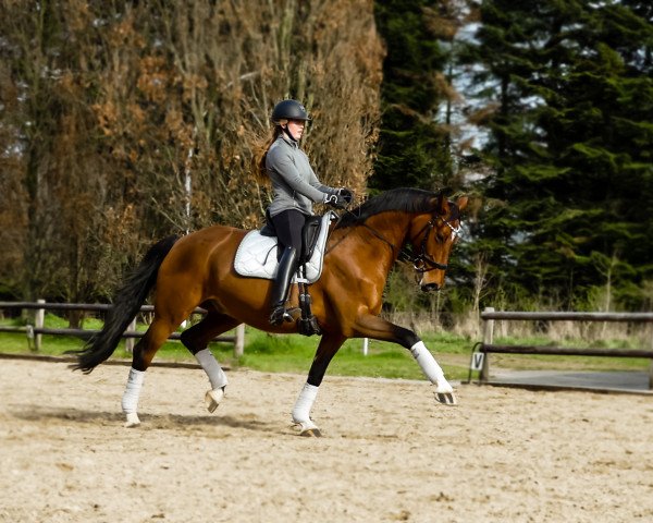 stallion Belvedere C (Hanoverian, 2015, from Bordeaux 28)