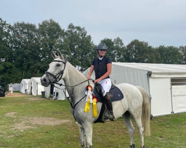 jumper Abendstern (Trakehner, 2012, from IS Orlow ox)