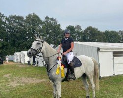 jumper Abendstern (Trakehner, 2012, from IS Orlow ox)