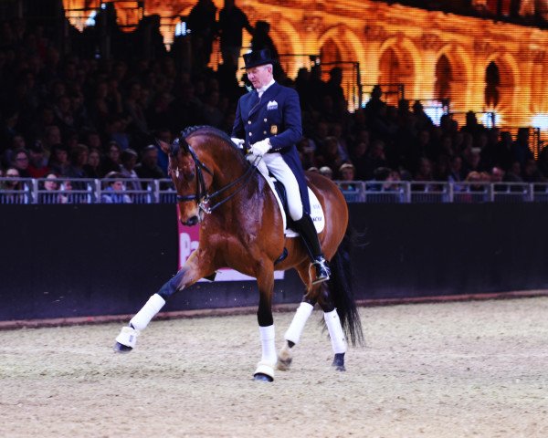 stallion Imperio 3 (Trakehner, 2003, from Connery)