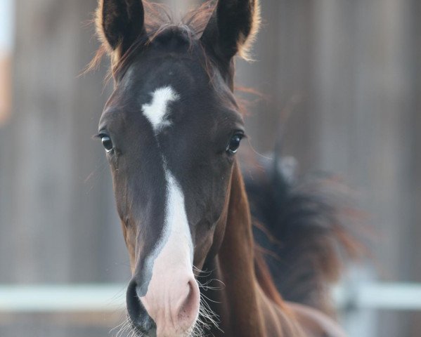horse Tolbert (Austrian Warmblood, 2021, from Totilas)