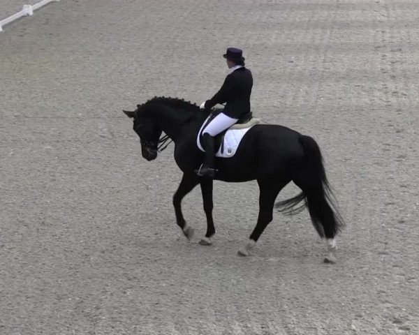 Dressurturnier auf dem Abtshof 2013