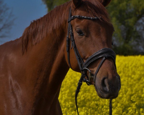 Pferd D' Bacardi (Mecklenburger, 2018, von D'Olympic)