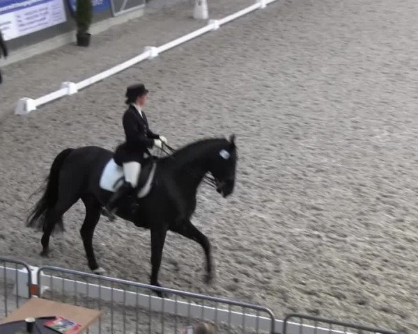 Dressurturnier auf dem Abtshof 2013