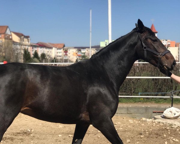 dressage horse Grace (Hanoverian, 2014, from Gem of India)