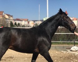 dressage horse Grace (Hanoverian, 2014, from Gem of India)