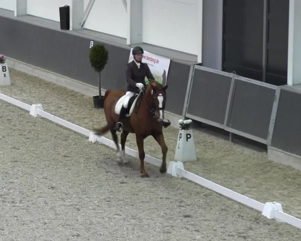 Dressurturnier auf dem Abtshof 2013