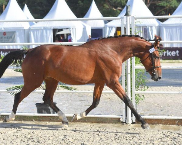 horse Gena de Fondcombe (Selle Français, 2016, from Catchar Mail)