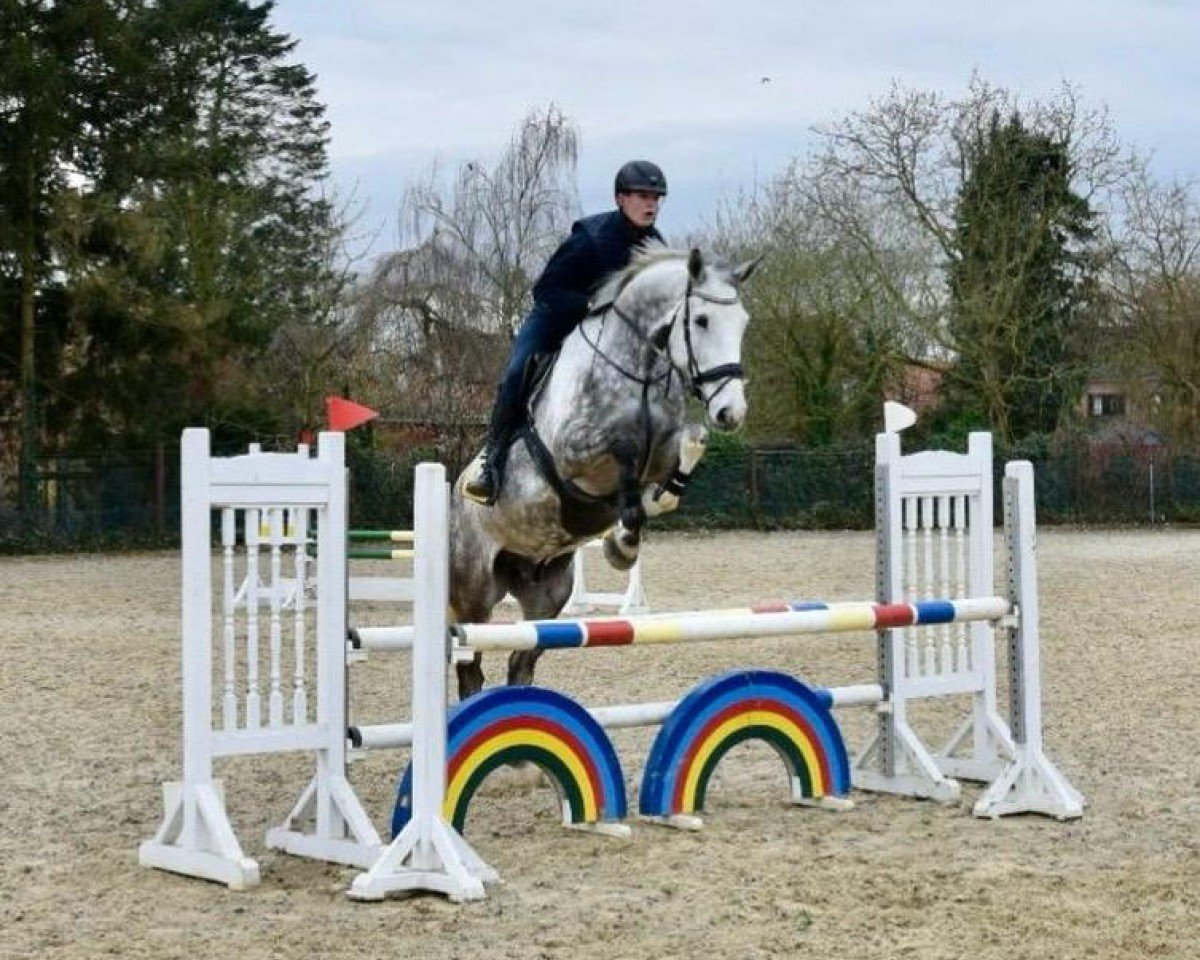 jumper Clein Bernd (Hanoverian, 2017, from Colman)