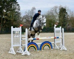 jumper Clein Bernd (Hanoverian, 2017, from Colman)