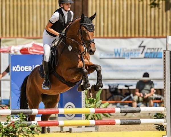 Springpferd Libertina 24 (Deutsches Sportpferd, 2018, von Larius W)