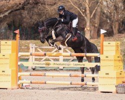 jumper Don't Forget Me 14 (Oldenburg show jumper, 2018, from Diarado)