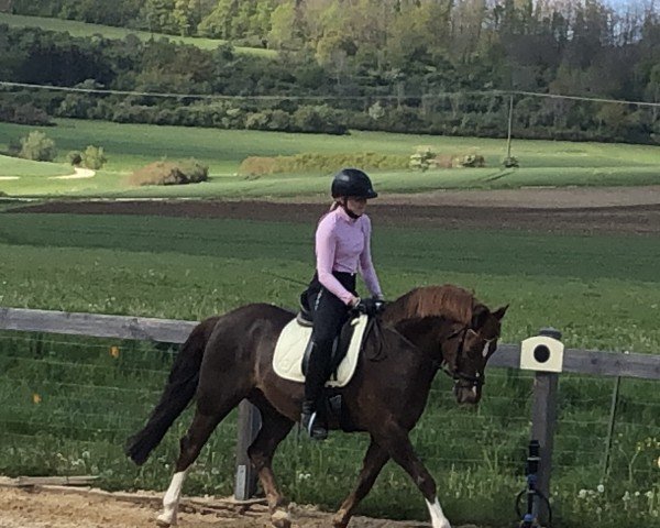 dressage horse Crambambuli 6 (German Riding Pony, 2014, from Champy's Luck)