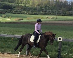 dressage horse Crambambuli 6 (German Riding Pony, 2014, from Champy's Luck)