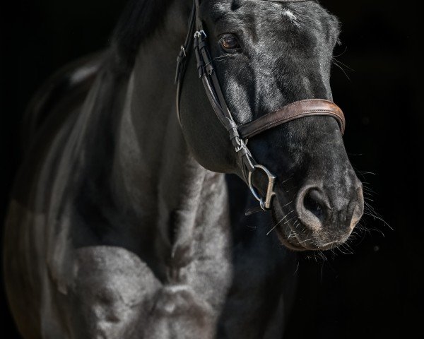 Springpferd Ti Amo de Bahra (Holsteiner, 2012, von Diamant de Semilly)