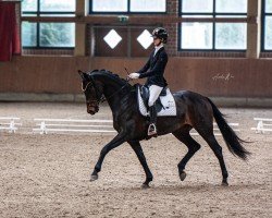 dressage horse Vainqueurs Rose Noire (Westphalian, 2017, from Vainqueur)