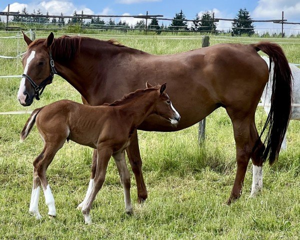 broodmare Piccobella W (Westphalian, 2010, from Priano)