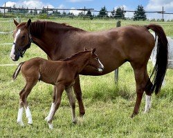 broodmare Piccobella W (Westphalian, 2010, from Priano)