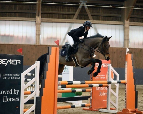 Springpferd Chenay (Westfale, 2014, von Christian 25)