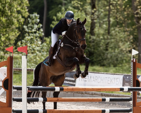 eventing horse Farouche Folie (Westphalian, 2016, from Fleury)