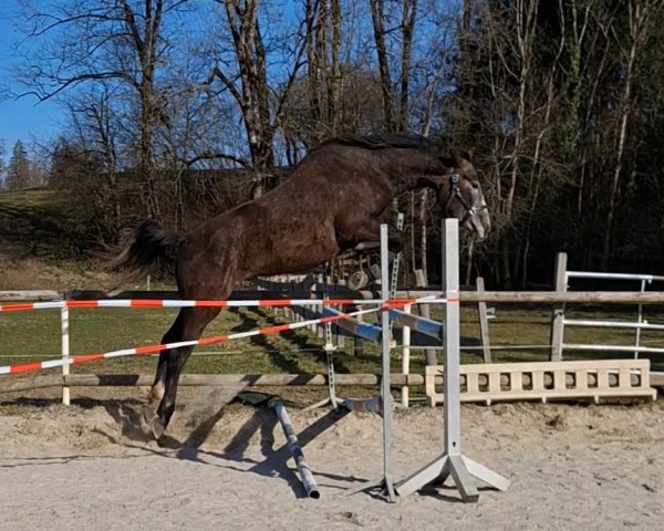 broodmare Diamant's Dalia von der Reutemühle (German Sport Horse, 2022, from DSP Duke Diamant)