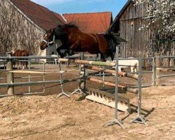broodmare Lisa-Marie (Welsh-Cob (Sek. C), 2010, from Glynwyn Ginola)
