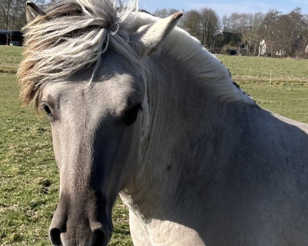 stallion Malte vom Oderhaff (Fjord Horse, 2023, from Marlon)
