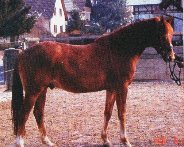dressage horse Merlin 1193 (Trakehner, 2000, from Van Deyk)