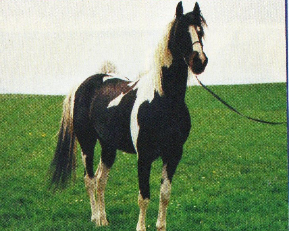 stallion Cayuga (Pinto / Small Riding Horse, 1985, from Karabin)