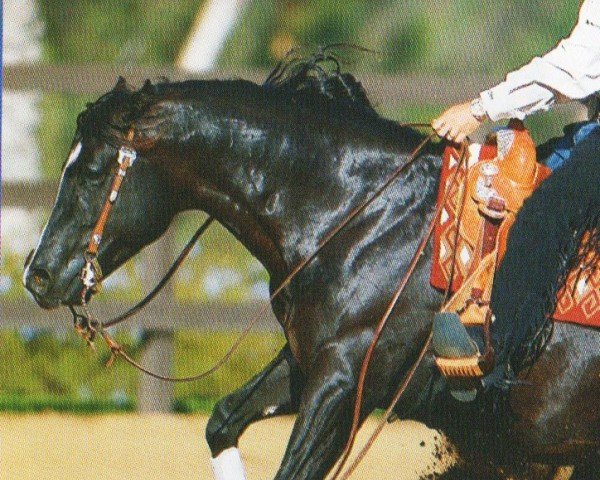 Deckhengst Custom Blackberry (Quarter Horse, 2003, von Custom Crome)