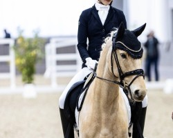Dressurpferd Repelerhofs Dorfrocker (Deutsches Reitpony, 2019, von Dimension AT NRW)